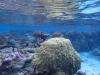 Ocean warming intensifies viral outbreaks within corals