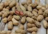 Costa Rica Peanut Growing Guide From Planting to Harvest