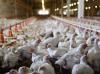 1,500 Tons of Chicken Exports from Bosnia and Herzegovina to EU Blocked