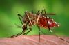 Ministry of Health urges vigilance amid increase in dengue cases 
