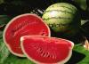 Government official settles debate surrounding ‘contaminated’ watermelons in Egypt