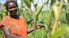 Taking action for Africa’s agrifood systems amid global uncertainty