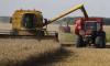 Egypt Targets Wheat Production Growth Through Unprecedented Agricultural Expansion