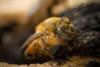 Costa Rica’s Reserva Conchal Launches Bee Genetics Pilot to Protect Pollinators
