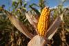 Chicago corn and soybeans steady after rallying on weather and China demand