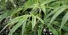 Young Americans Are Not Alright As Marijuana Becomes the Most Commonly Used Drug