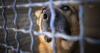 Baltimore County passes legislation to hold "reckless pet owners accountable"