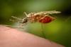 Greek Health Service Urges Additional Vigilance Regarding West Nile Virus