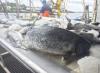Commercial troll fishery to close briefly on Sunday