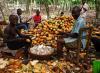 Ghana government orders immediate payment of cocoa farmers’ arrears 