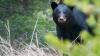 Deputies kill severely injured black bear with rifle after it was hit by vehicle in north Georgia