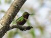 Watch this Maine hummingbird shower in the rain