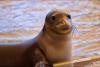 Mānoa: Hawaiian monk seals are far more ‘talkative’ than previously known