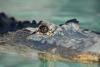 Oceana Belize celebrates World Crocodile Day!