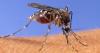 First mosquitoes of the season with West Nile virus found in southeast Las Vegas