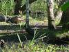 Louisiana sets up alligator season for sport hunters in the fall