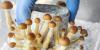 Psilocybin therapy has mostly reached the well-off. A small Oregon study tested a cheaper group model for low-income patients