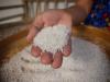 Scientists Find New Spray That Cuts Hidden Poison in Rice by Nearly Half