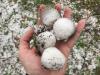 Hail damage driving Colorado’s high insurance rates