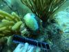 Coral disease infects mile long stretch of LC reef
