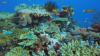 Coral reefs face climate pressure