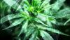 Why Pharma Is Taking Cannabis Seriously