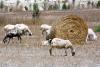 How did foot-and-mouth disease reach Pachna? Investigation under way, official says
