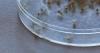 Mosquitoes with the West Nile Virus identified in southern Indiana
