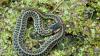 Snakes are most active in springtime. These are Delaware's 19 species