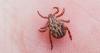 Indiana health officials share tips to prevent tick-borne illnesses as temperatures rise