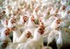 Poultry production expanding to meet growing demand – Mustapha