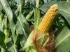 Grassley lauds E15 inclusion in Farm Bill draft