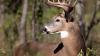 Deer in Stillwater confirmed to have had chronic wasting disease before death