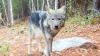 Wisconsin gray wolf monitoring report shows stable population