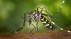 Travel-related dengue case prompts mosquito control, preventative measures