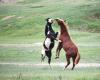 North Dakota wild horse bill heads to U.S. House hearing