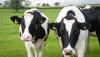 UK’s largest dairy farms face calls for tighter environmental controls