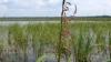 Two Ojibwe tribes say pollution timeline too long