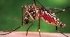 Expert sees concerning trend in Florida’s dengue emergencies