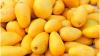 Pakistan’s mango output expected to fall by 20% due to climate-related damages