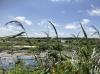 Pollution, climate change are hitting Dutch fresh water nature