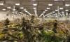 Hemp Ban Extended, Now the Real Fight Begins