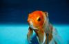 Argentina Court Rules That Fish Have Rights—and PETA Takes the Message to Times Square