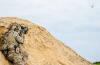 Smart Shooter Receives Follow-on U.S. Army Award for SMASH 2000LEFire Control Systems for individual C-sUAS
