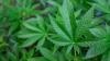 Tilray Brands Sinks 4% as Record Revenue Masks Shrinking Cannabis Sales; Canopy Growth and Aurora Cannabis Ease