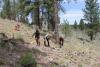 Malheur National Forest will soon begin invasive plant treatments