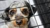 Humane societies respond to flooding, provide emergency support for pets