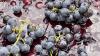 Schumer calls on USDA to help Western New York grape growers after contracts canceled
