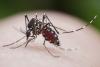 Local transmission of dengue reported