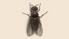 West Virginia Department of Agriculture will conduct aerial treatment for black flies next week